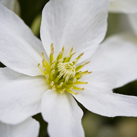Buy canvas prints of Clematis Marmoraria by Steve Hughes