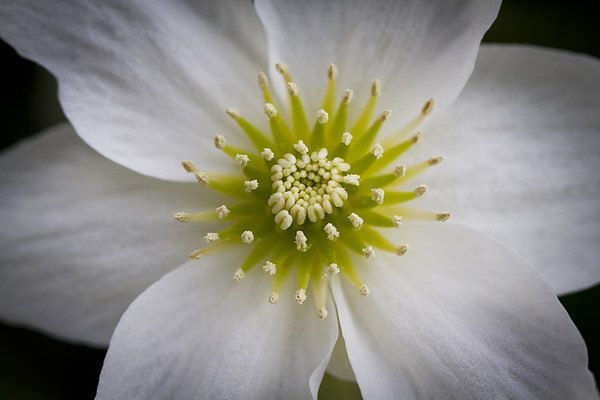 Centre of a Clematis Marmoraria flower Picture Board by Steve Hughes