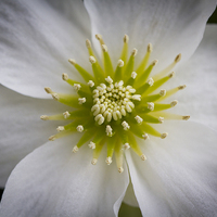 Buy canvas prints of Centre of a Clematis Marmoraria flower by Steve Hughes