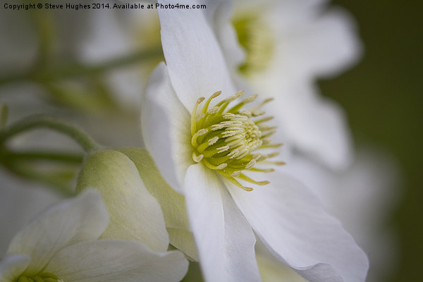 Clematis Marmoraria flowers Picture Board by Steve Hughes
