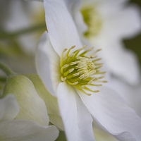 Buy canvas prints of Clematis Marmoraria flowers by Steve Hughes