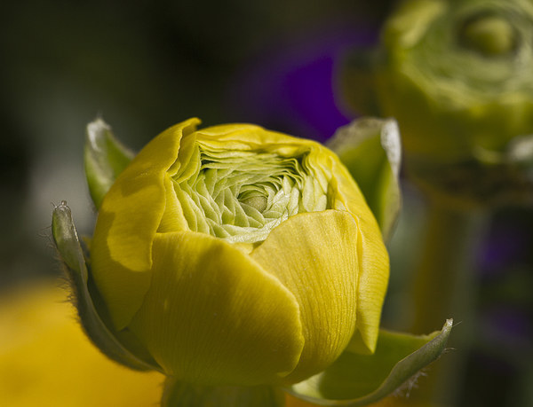 Tight yellow Ranunculus flower Picture Board by Steve Hughes