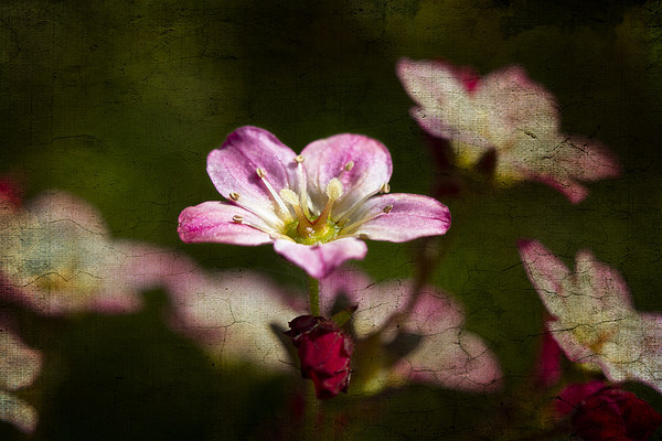 Tiny pink Saxifraga decipiens with texture Picture Board by Steve Hughes