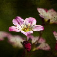 Buy canvas prints of Tiny pink Saxifraga decipiens with texture by Steve Hughes