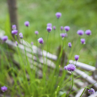 Buy canvas prints of Chive flowers by Steve Hughes