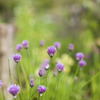 Buy canvas prints of Chive flower heads by Steve Hughes