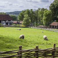 Buy canvas prints of Weald and Downland Museum by Steve Hughes