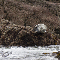 Buy canvas prints of Atlantic Grey Seal on Caldey Island by Steve Hughes