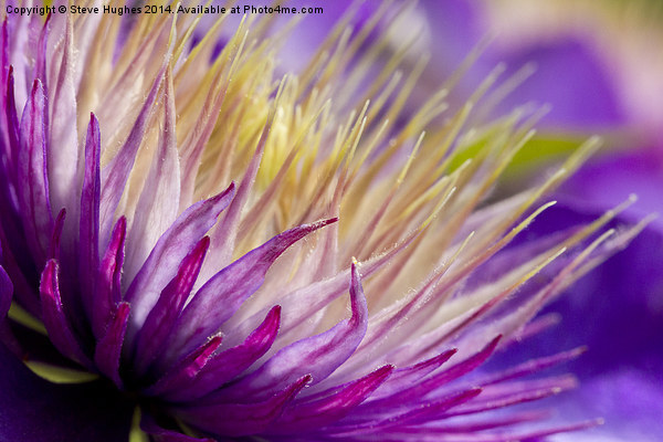 Clematis flower macro Picture Board by Steve Hughes