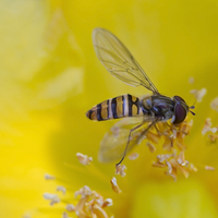 Buy canvas prints of  Resting Hoverfly by Steve Hughes