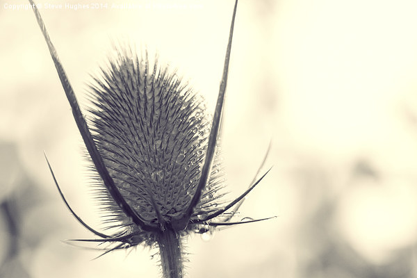  Toned Teasel seed head Picture Board by Steve Hughes