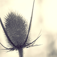 Buy canvas prints of  Toned Teasel seed head by Steve Hughes