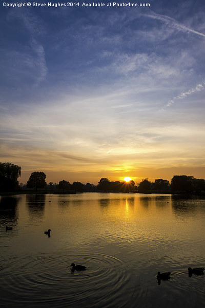  Bushy Park Sunset Picture Board by Steve Hughes