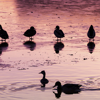 Buy canvas prints of  Silhouetted ducks by Steve Hughes