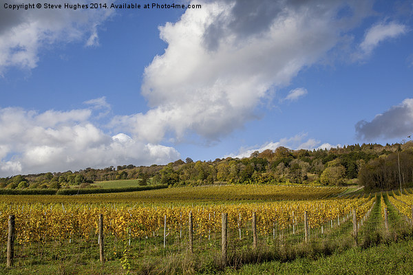 Vineyard in the Surrey Hills Picture Board by Steve Hughes
