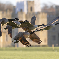 Buy canvas prints of Leeds Castle Fly Past by Steve Hughes
