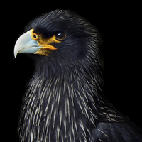 Buy canvas prints of  Striated Caracara Falcon by Steve Hughes