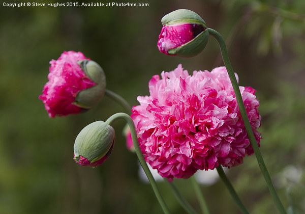  Double Poppy flowers Papaver Paeoniflorum Picture Board by Steve Hughes