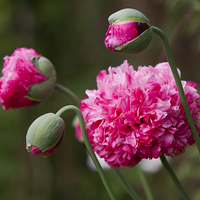 Buy canvas prints of  Double Poppy flowers Papaver Paeoniflorum by Steve Hughes