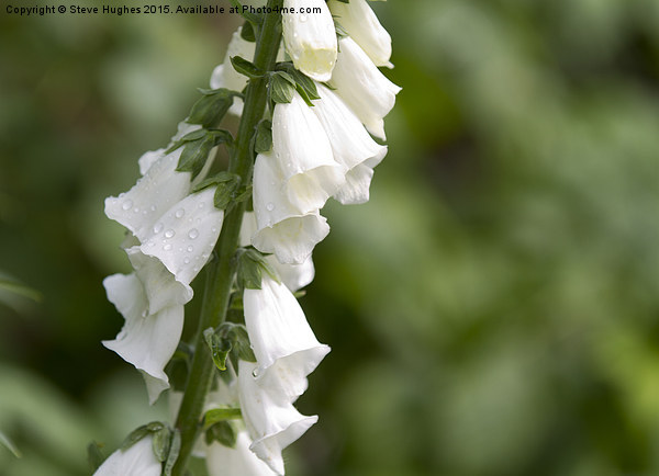 White Digitalis after the rains Picture Board by Steve Hughes