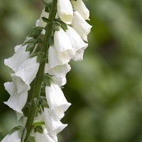 Buy canvas prints of White Digitalis after the rains by Steve Hughes