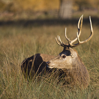 Buy canvas prints of  Bushy Park deer stag by Steve Hughes