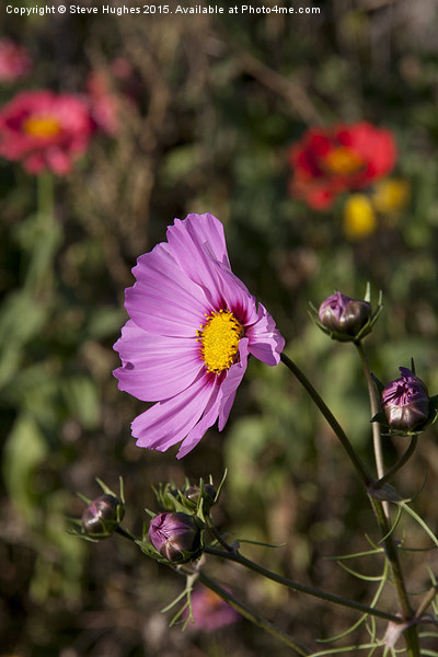  Cosmos flower in the summer sun Picture Board by Steve Hughes