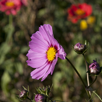 Buy canvas prints of  Cosmos flower in the summer sun by Steve Hughes