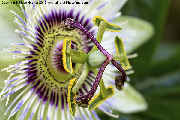 Passion Flower Macro Picture Board by Steve Hughes