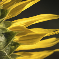Buy canvas prints of  Sunflower petals by Steve Hughes
