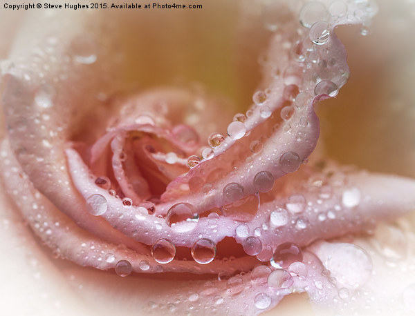  Water drops on a Rose flower Picture Board by Steve Hughes