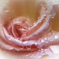 Buy canvas prints of  Water drops on a Rose flower by Steve Hughes