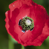 Buy canvas prints of  Bright Red Poppy by Steve Hughes