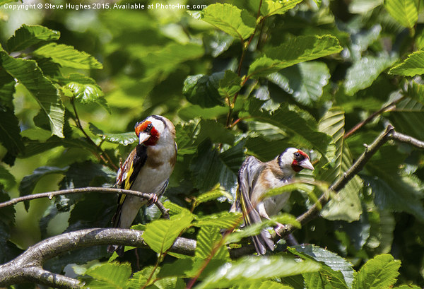  A pair of European Goldfinches Picture Board by Steve Hughes
