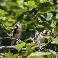 Buy canvas prints of  A pair of European Goldfinches by Steve Hughes