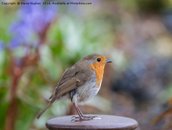 Spring Robin Picture Board by Steve Hughes