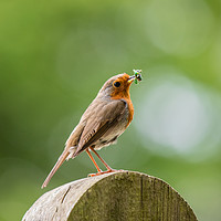 Buy canvas prints of Robin gathering caterpillars by Steve Hughes