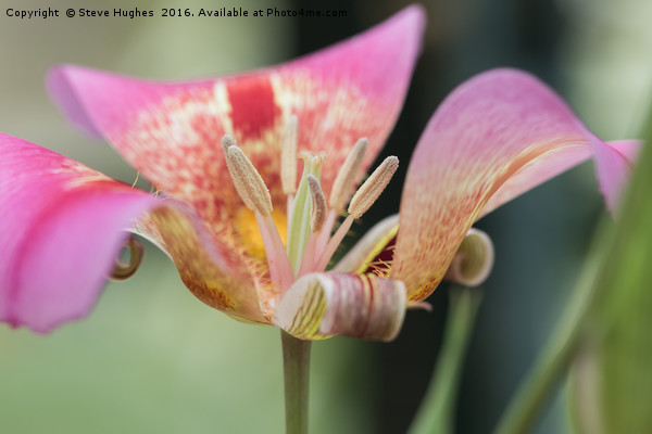 Tulip flower macro Picture Board by Steve Hughes