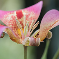 Buy canvas prints of Tulip flower macro by Steve Hughes