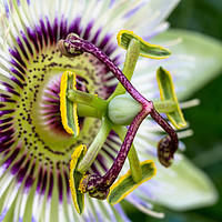 Buy canvas prints of Passion flower macro by Steve Hughes