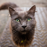 Buy canvas prints of Inquisitive Cat by Steve Hughes
