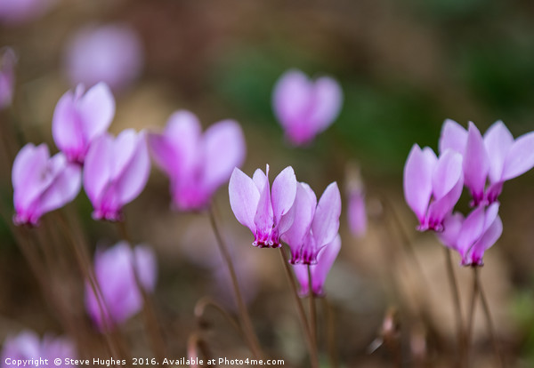 Tiny Pink Cyclamen Picture Board by Steve Hughes
