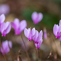 Buy canvas prints of Tiny Pink Cyclamen by Steve Hughes