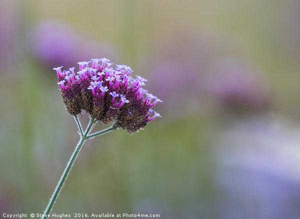 Tiny flowers of the Verbena flower Picture Board by Steve Hughes