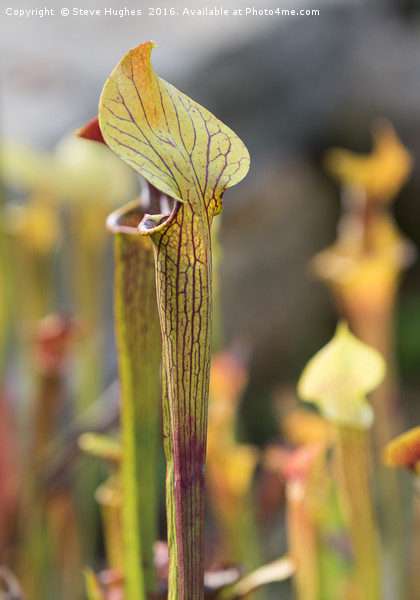 Carnivorous Pitcher Plant Picture Board by Steve Hughes