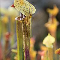 Buy canvas prints of Carnivorous Pitcher Plant by Steve Hughes