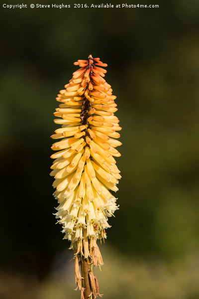 Single Red Hot Poker bloom Picture Board by Steve Hughes
