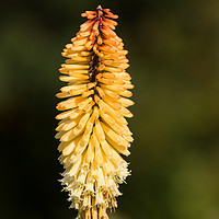 Buy canvas prints of Single Red Hot Poker bloom by Steve Hughes