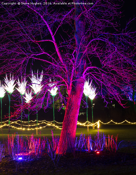 Purple tree at Christmas Glow at RHS Wisley Picture Board by Steve Hughes
