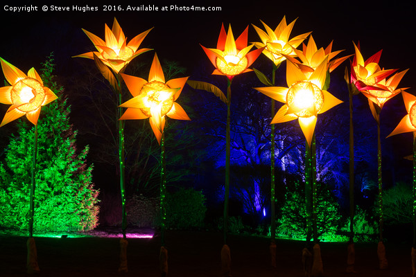 Giant Daffodils part of Christmas Glow at RHS Wisl Picture Board by Steve Hughes